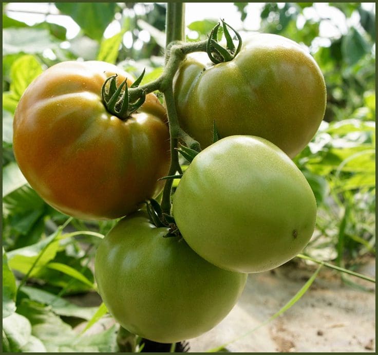 A close up of tomatoes growing on the vine