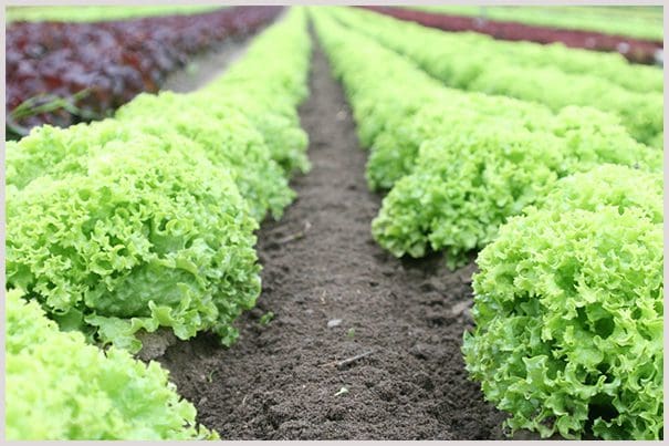 A field of lettuce growing in the middle of rows.