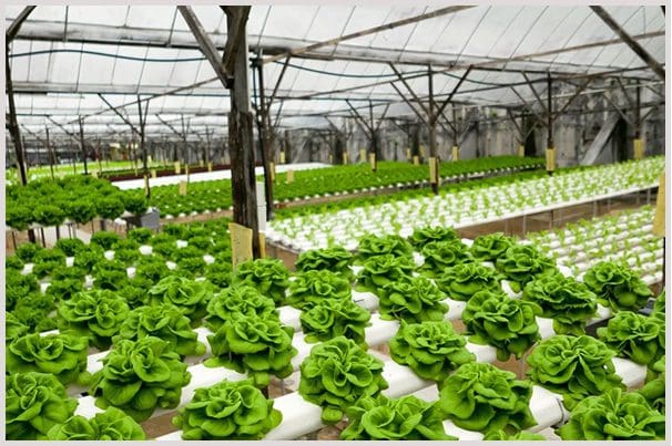 A large greenhouse with lots of lettuce growing.