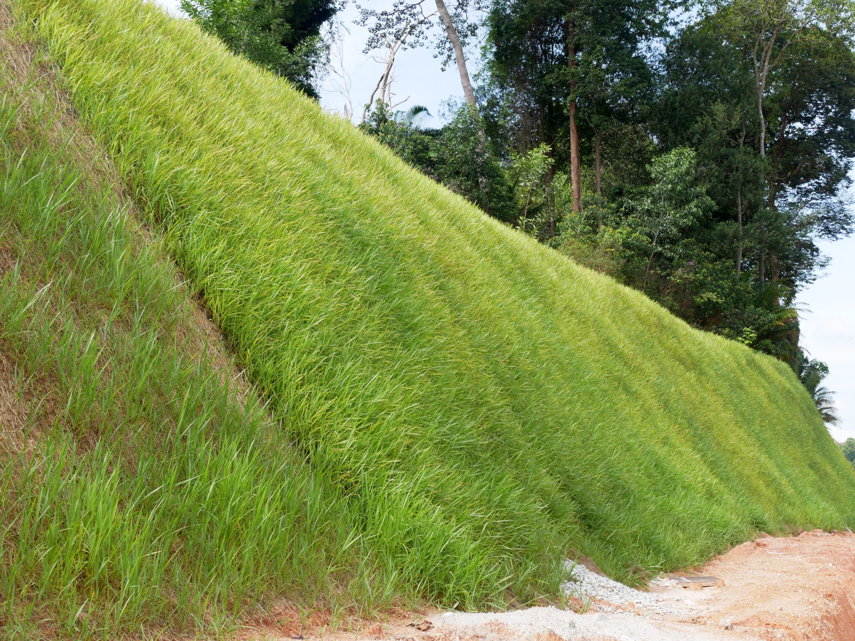 grassy hillside